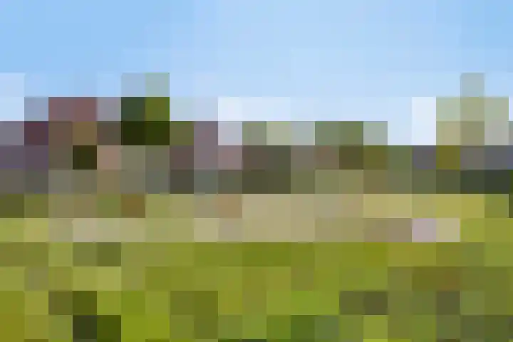 Zaaiviool 10 Berghem thumbnail 47