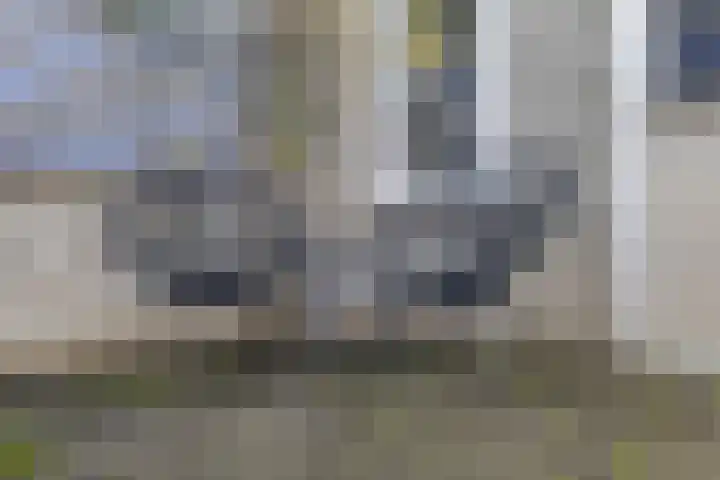 Zaaren 218 Rijen thumbnail 10
