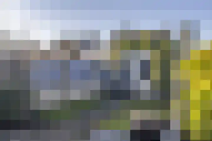 Zaaren 218 Rijen thumbnail 8