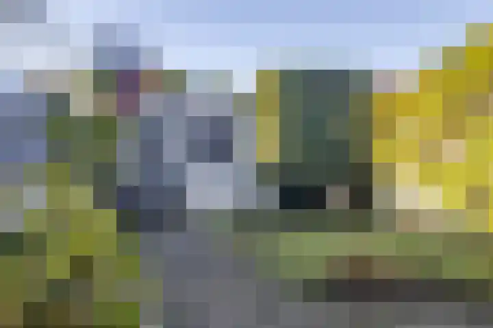 Zaaren 218 Rijen thumbnail 9