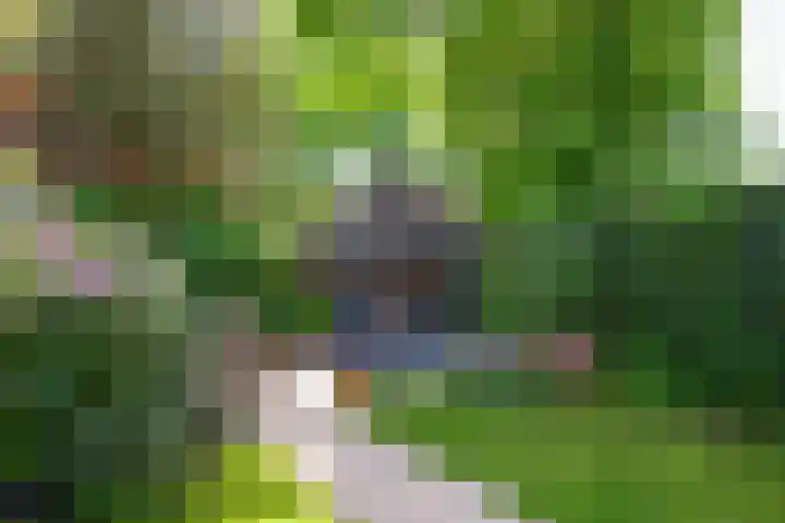 Zadelrob 2 Huizen thumbnail 21