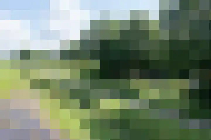 Zandeind 26 Riel thumbnail 78
