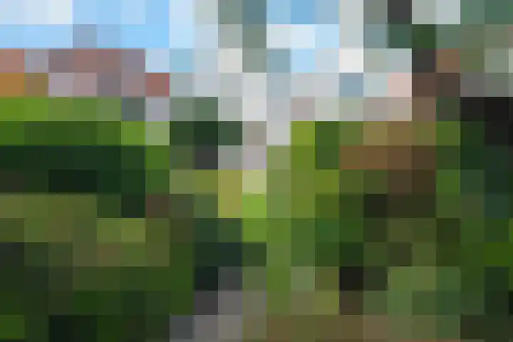 Zandweg 103 Wormer thumbnail 4