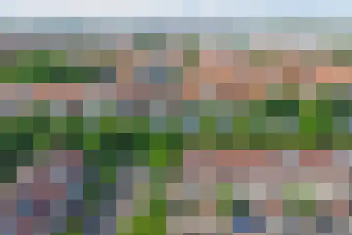 Zeearend 24 Monster thumbnail 23