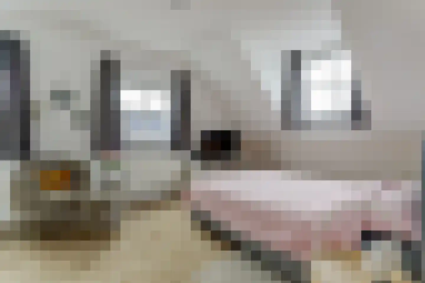 Zeeuwendonk 9 Helmond thumbnail 15