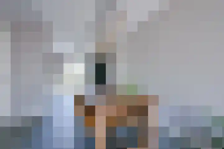 Zeewolf 37 Schagen thumbnail 9