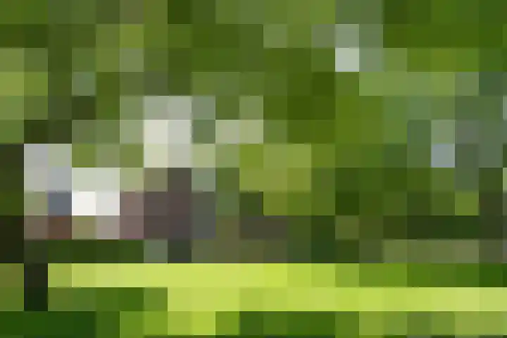 Zelen 5 Panningen thumbnail 6