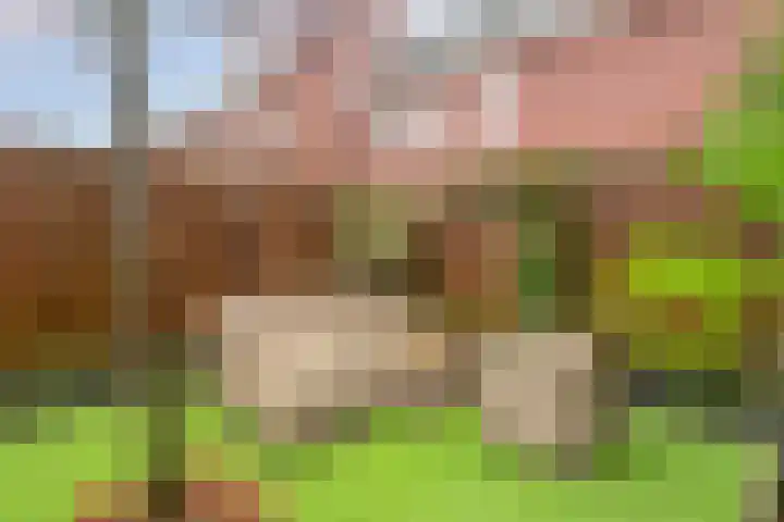 Zellingkade 8 Gouderak thumbnail 15