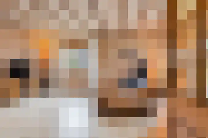 Zeskamp 20 Ulft thumbnail 15