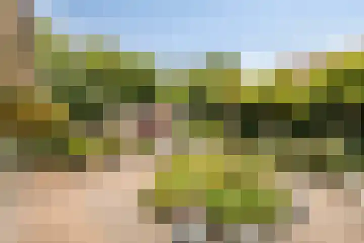 Zevenblad 30 Borne thumbnail 45
