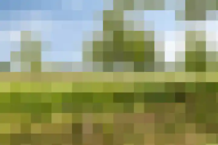 Zevenblad 30 Borne thumbnail 9