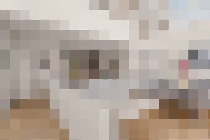 Zichtveld 14 Houten thumbnail 9