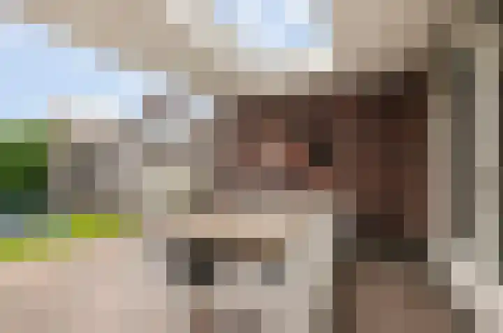 Ziggel 11 Wehl thumbnail 12