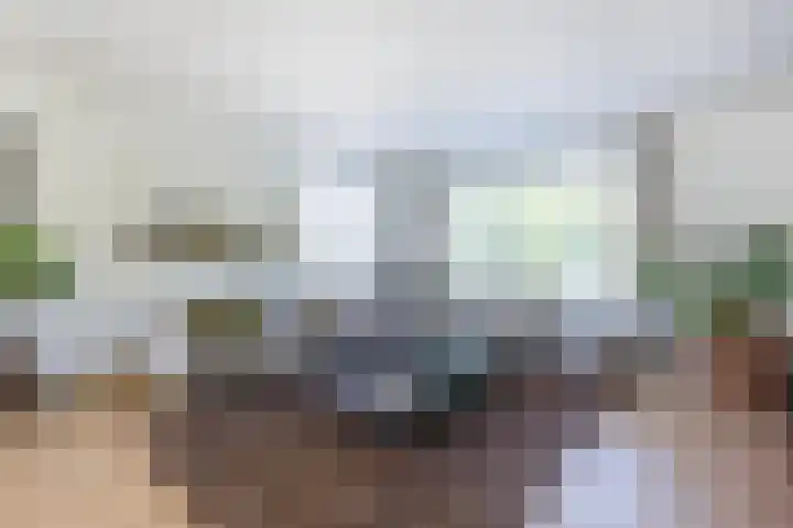 Ziggel 5 Wehl foto 3