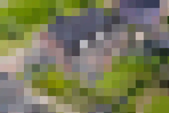 Ziggel 5 Wehl thumbnail 40