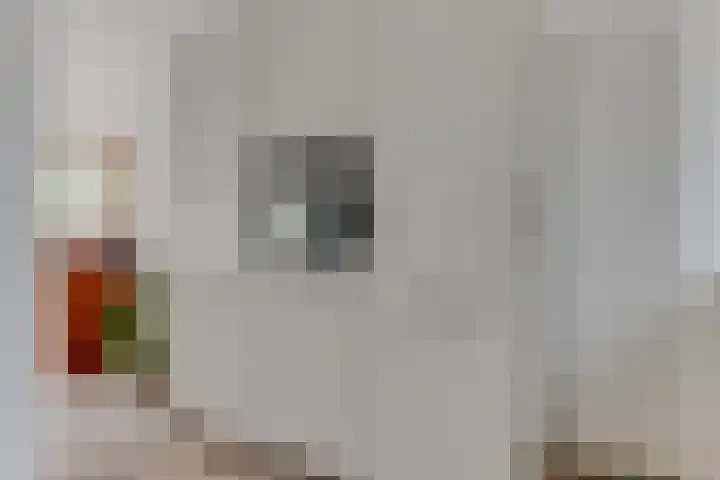 Zigt 41 Warmenhuizen thumbnail 17