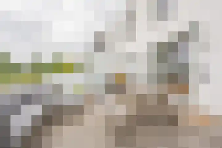 Zijdevlinder 94 Nijkerk thumbnail 13