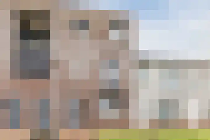 Zilverschat 49 Cuijk