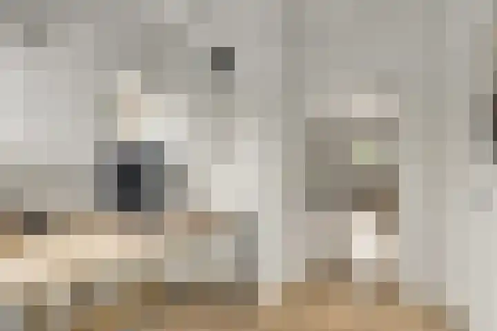 Zitterd 2 a Soerendonk thumbnail 18