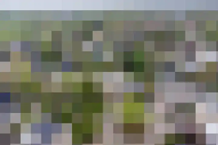 Zomer 72 Dronten thumbnail 45