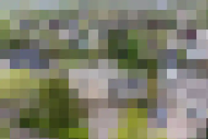 Zomer 72 Dronten thumbnail 5