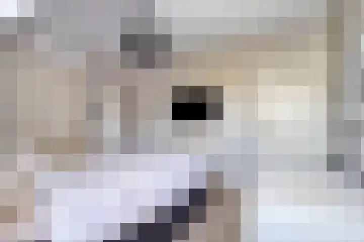 Zomereik 13 Best thumbnail 18