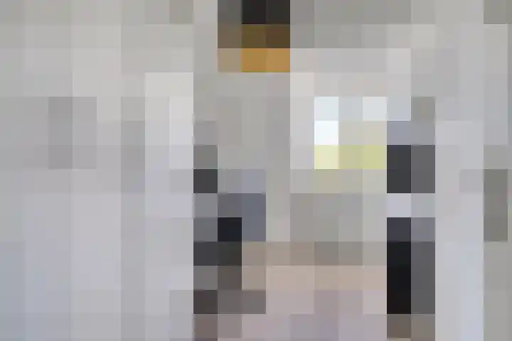 Zomereik 13 Best thumbnail 24