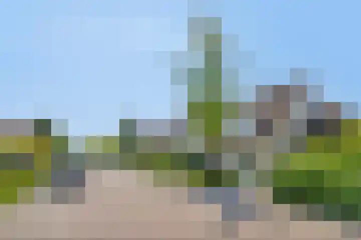 Zomereik 13 Best thumbnail 31