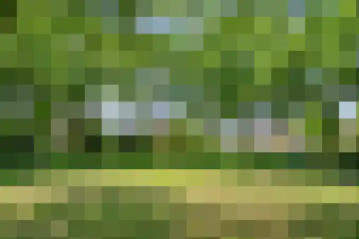 Zomereik 13 Best thumbnail 33