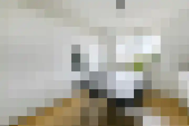 Zomerkade 54 Huizen thumbnail 7