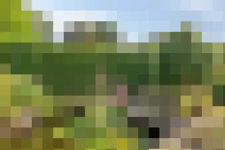 Zomerstraat 8 Lith thumbnail 23