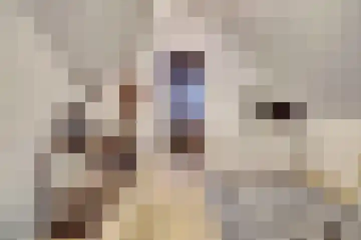 Zonnebaars 11 Rossum thumbnail 32