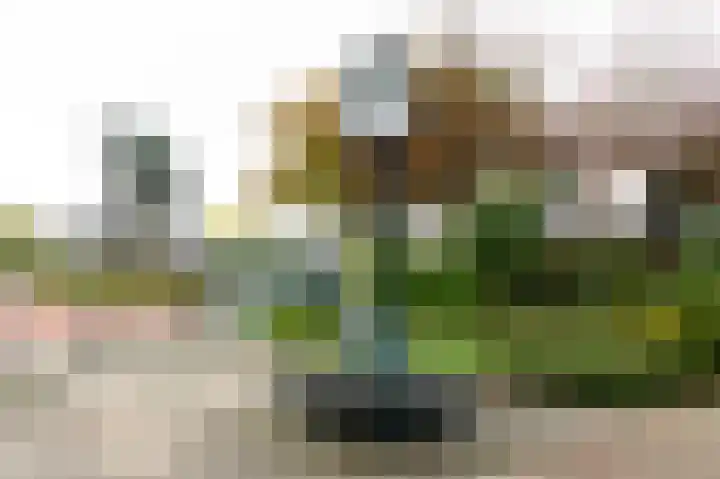 Zonnedauw 15 Stroe thumbnail 60