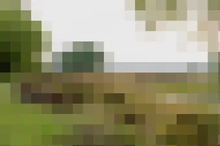 Zonnedauw 15 Stroe thumbnail 65