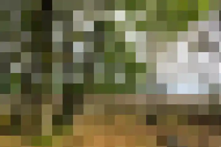 Zonnedauw 15 Stroe thumbnail 67