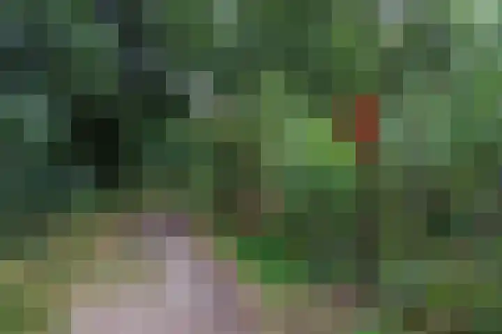 Zonnedauw 15 Stroe thumbnail 69