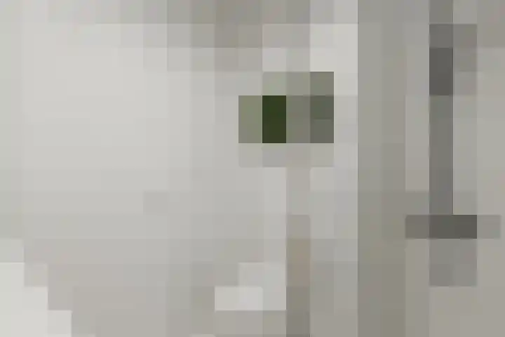 Zonnedauw 2 Sleen thumbnail 50