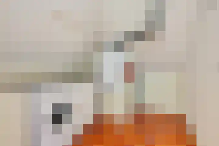 Zonnedauw 20 Sleen thumbnail 41