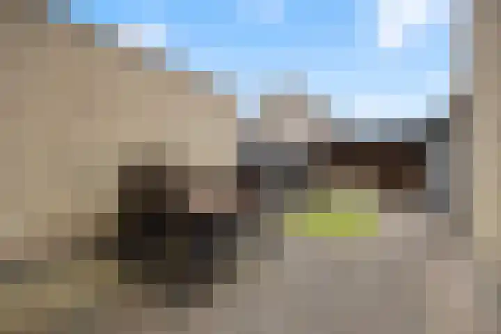 Zonnedauw 55 Stroe thumbnail 35