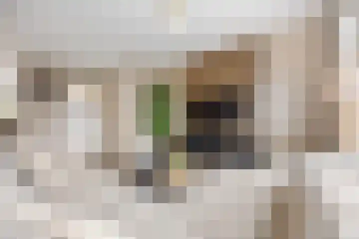Zonnedauw 55 Stroe thumbnail 9