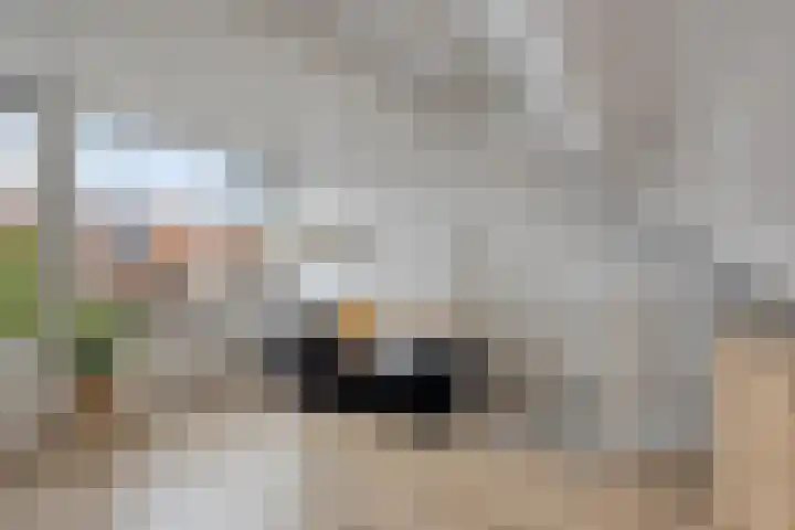 Zonneroosstraat 17 Eindhoven thumbnail 28
