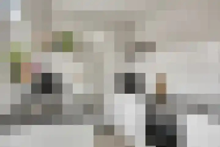Zonneroosstraat 17 Eindhoven thumbnail 4
