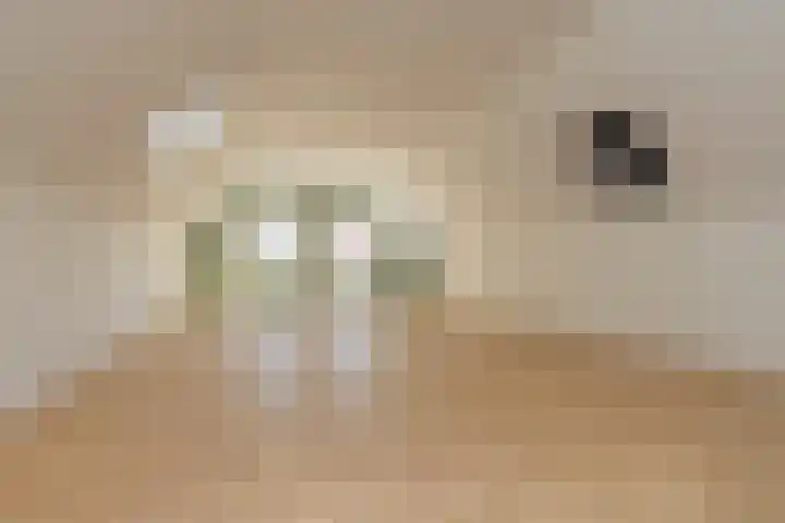 Zuid 15 Elsloo thumbnail 13