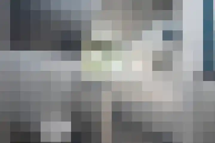 Zuid Esch 11 Borne thumbnail 28