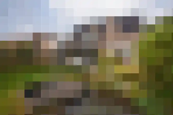 Zuid Esch 11 Borne thumbnail 43