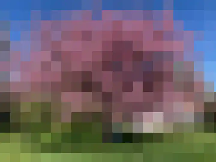 Zuiddijk 9 Dreischor thumbnail 65