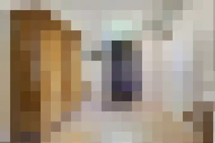 Zuiddijkweg 4 Dreischor thumbnail 6