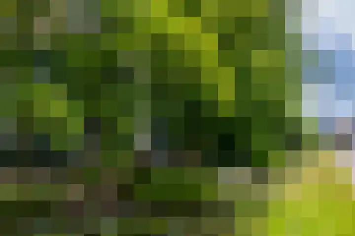 Zuideinde 152 Westzaan thumbnail 52