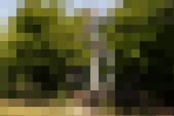 Zuideinde 152 Westzaan thumbnail 54