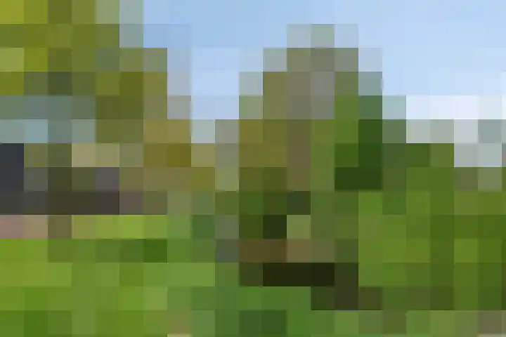 Zuideinde 18 Dinteloord thumbnail 50